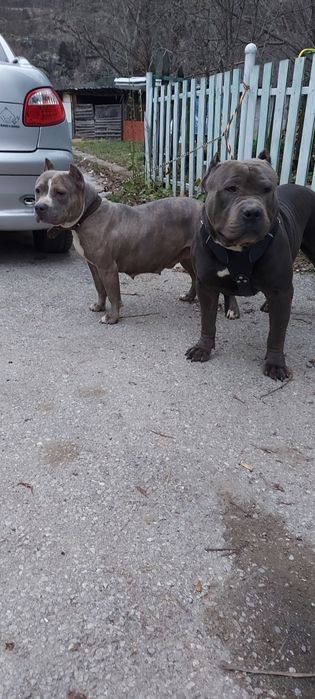 American Bully Xl