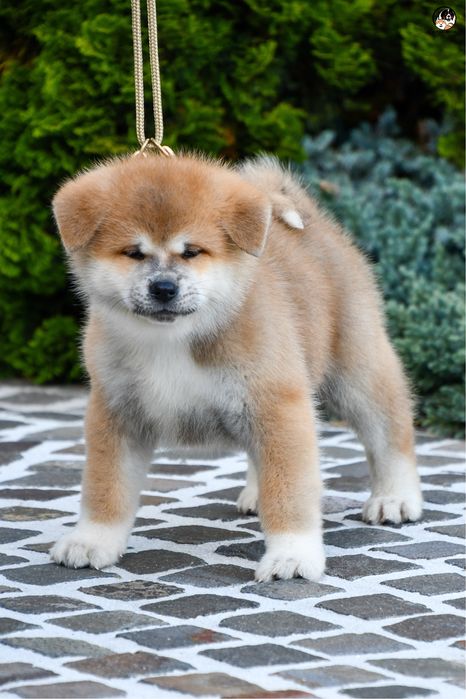 Akita Inu mascul TOP