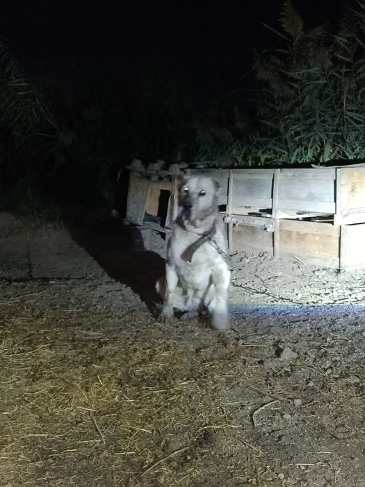 Urgʻochi it sotiladi.