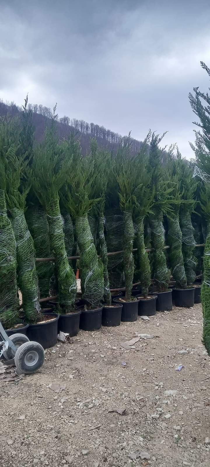 Leylandii la cel mai mic preț