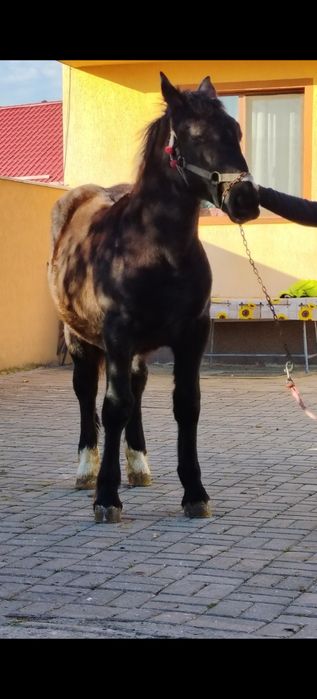 Mânză disponibilă de cinci luni