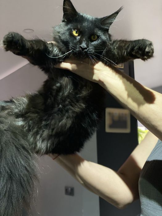 Продажа кошки породы Мейн кун