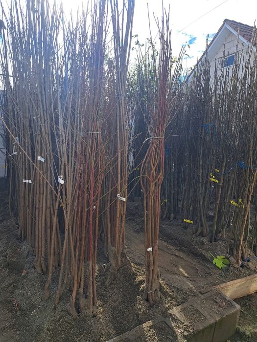 Pomi fructiferi certificati