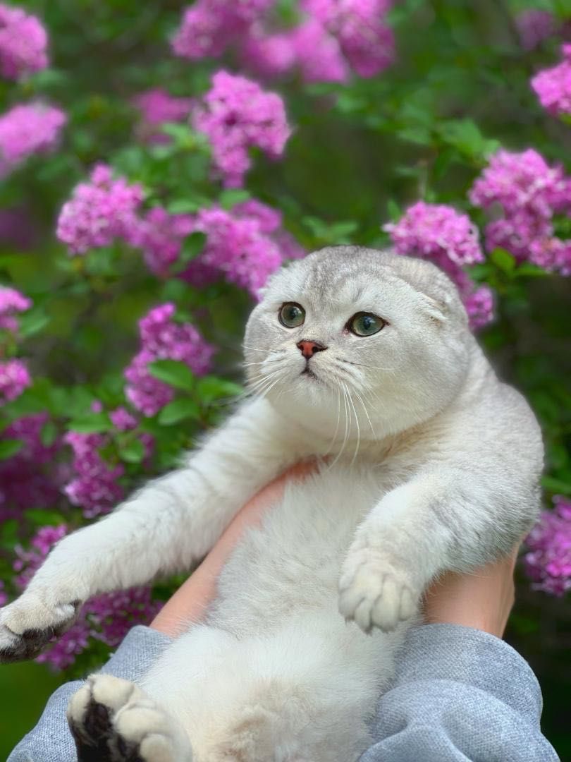 Scottish Fold котик