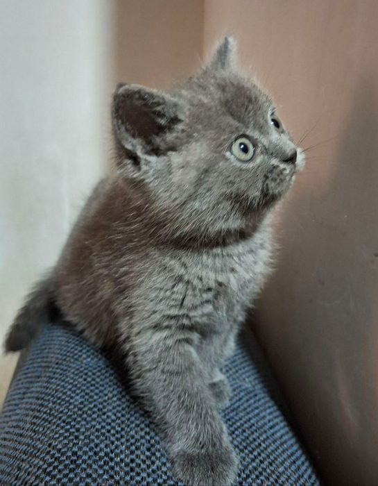 Продаётся Шотландский котёнок Страйт