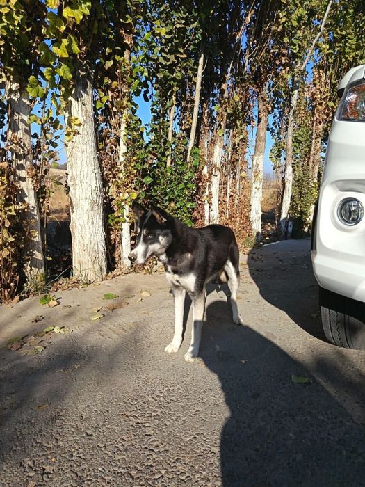 Продается Хаски