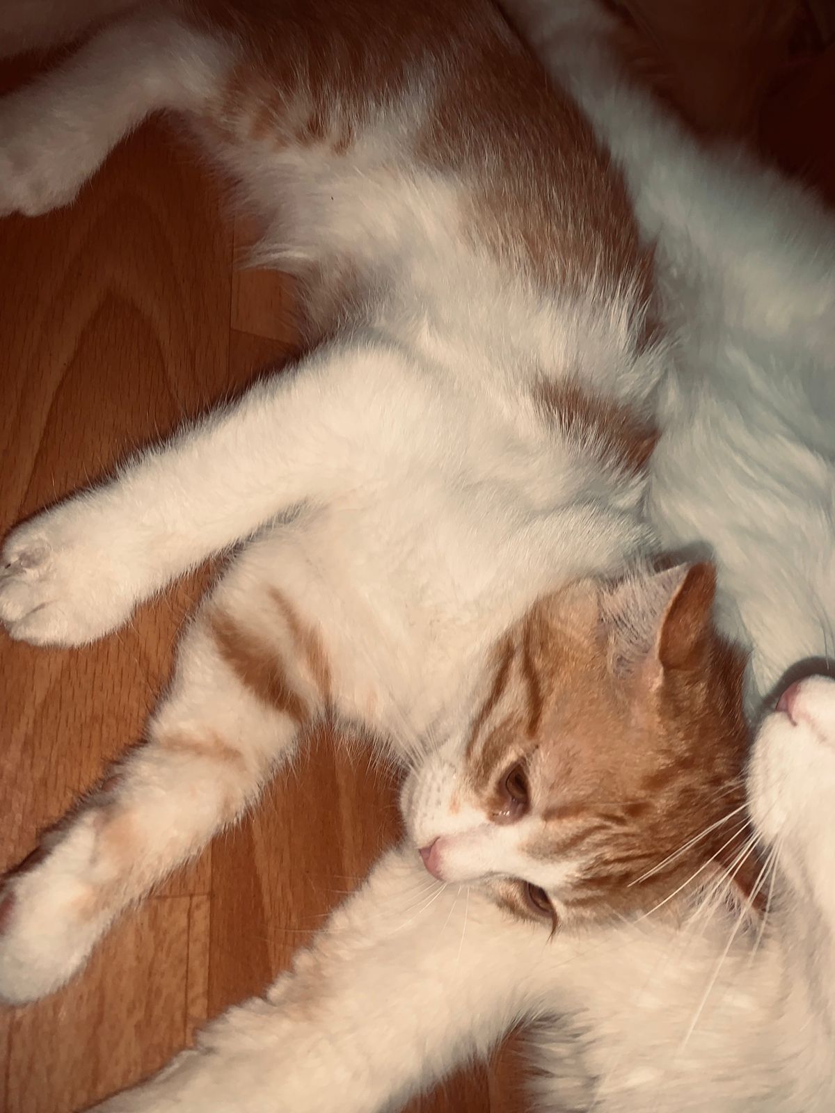 Котята Алмагүл,привок