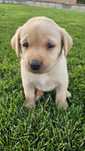 Labrador Retriever Pedigree tip A