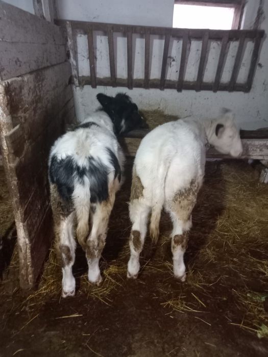 Vand vitel si vitea belgiana