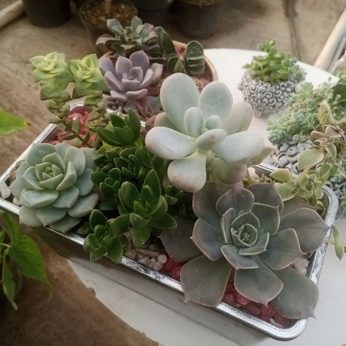 Суккуленты и композиции,выращенные в Алматы