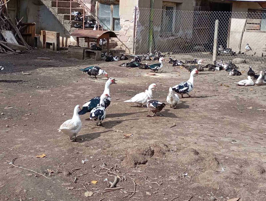 Продавам неми патици