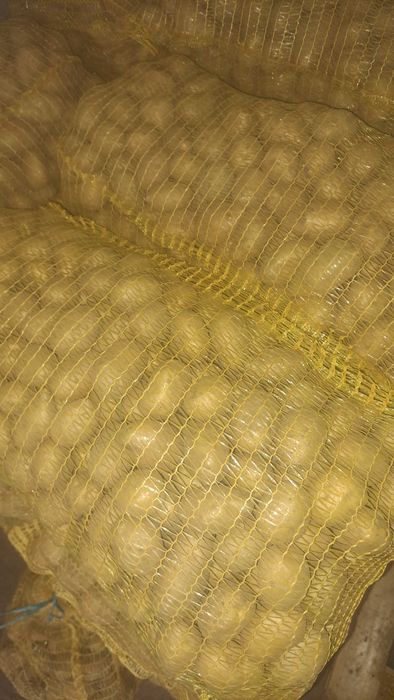 Картофи за семе Сорая