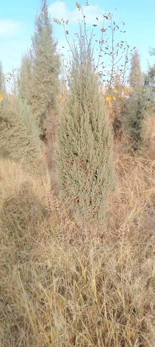 Маржавинка и галубой кепарист