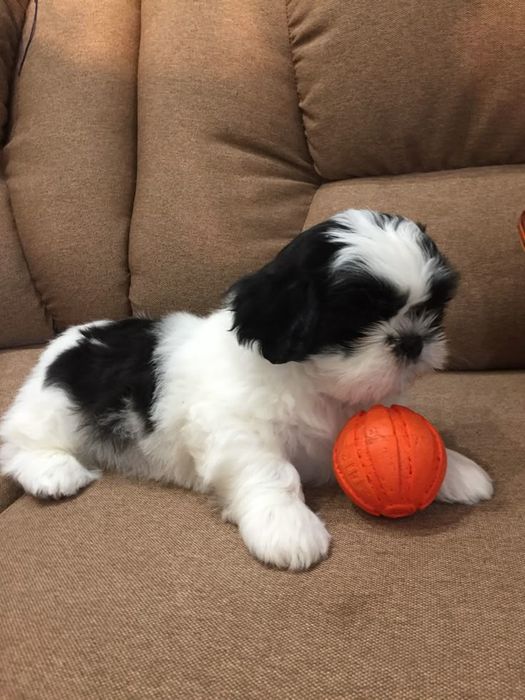 Bichon maltez mini toy