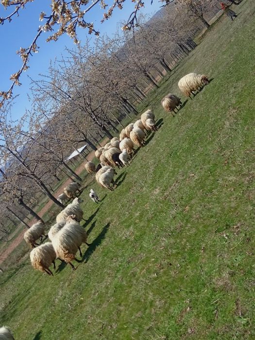 De vânzare. Pentru mai multe detalii și preț sunați la nr. de telefon