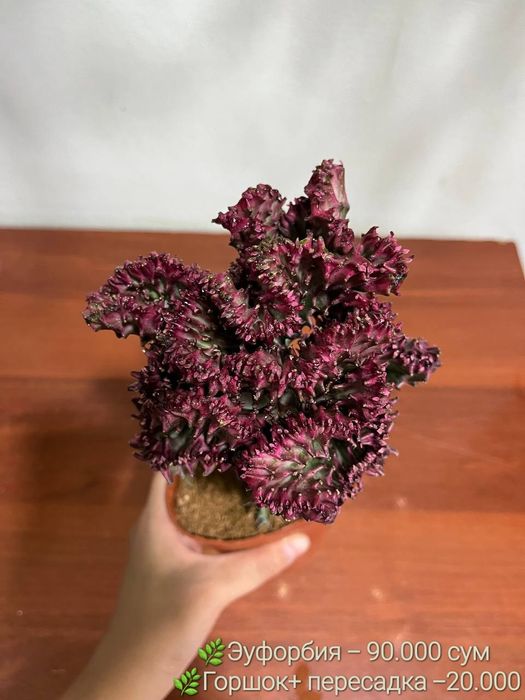 Мухоловка, Аглаонема баттерфляй,Калатея пиктурата, Хамедорея