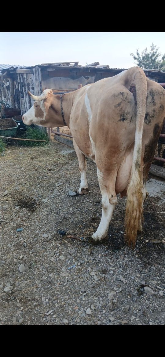 Vând vaca de lapte