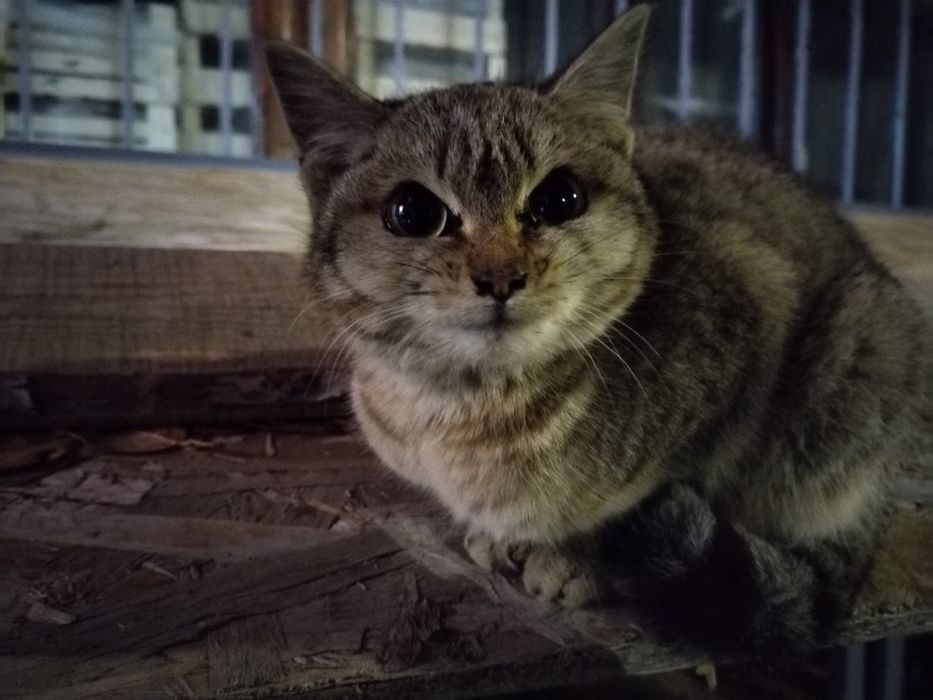 Котенок маленький девочка ласковая