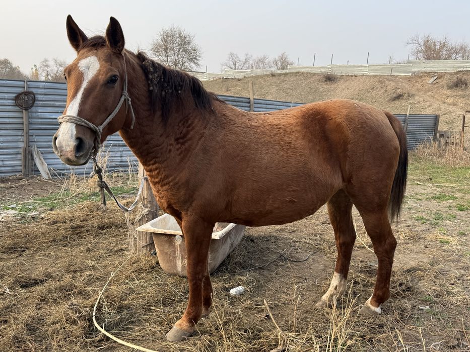 Продаем кобылу чистокровка