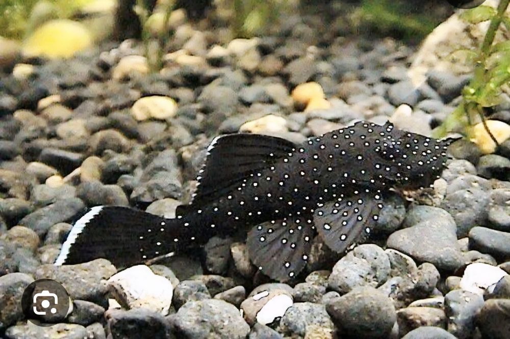 Сомики L181 звёздчатые