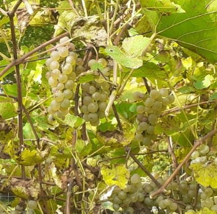 Vand struguri vin