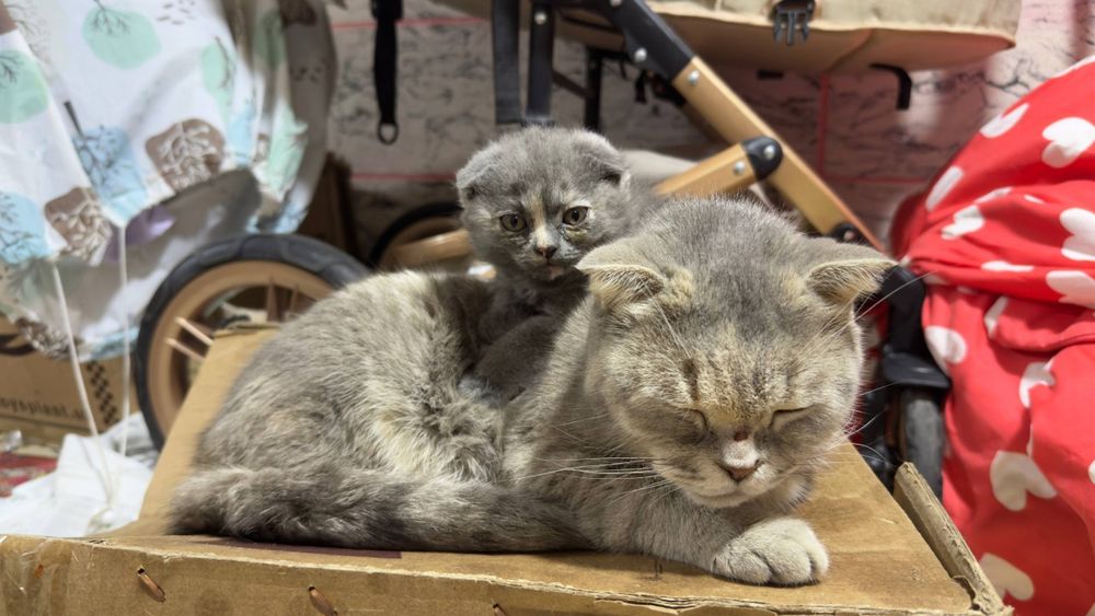 Продаётся котенок с мамой