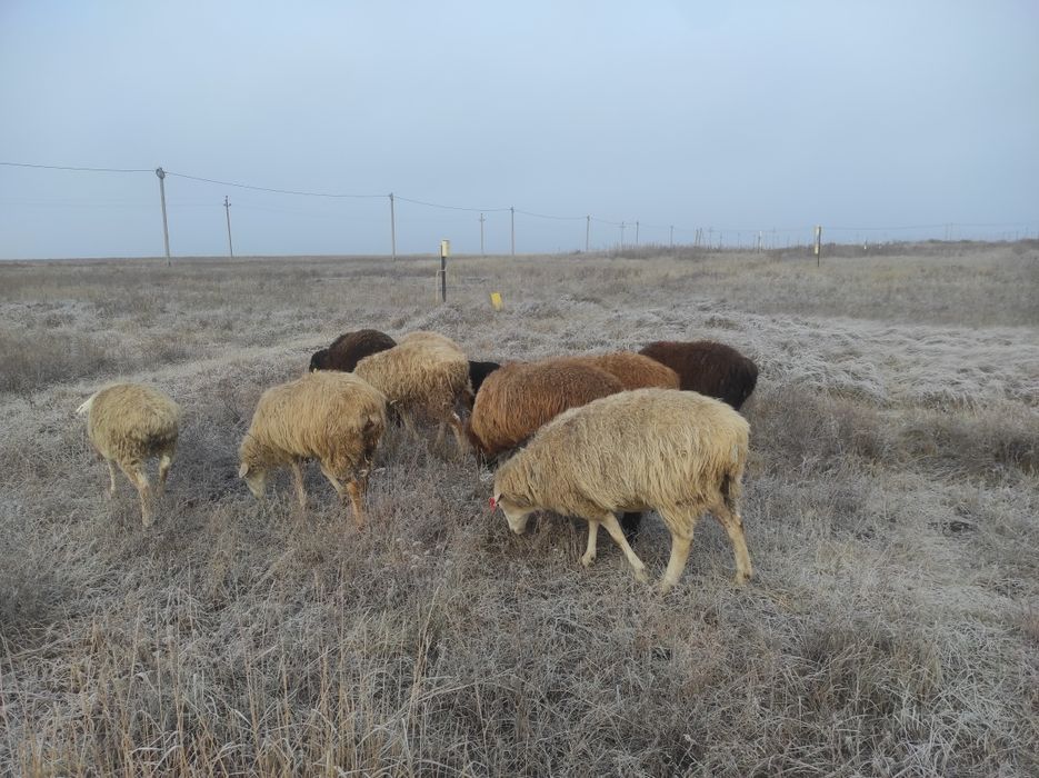 Қой сатамын продаю баранов