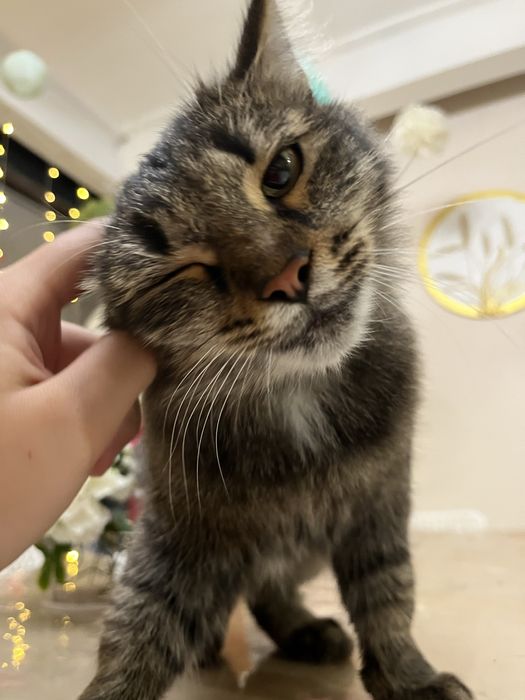 Отдам в добрые руки кошку