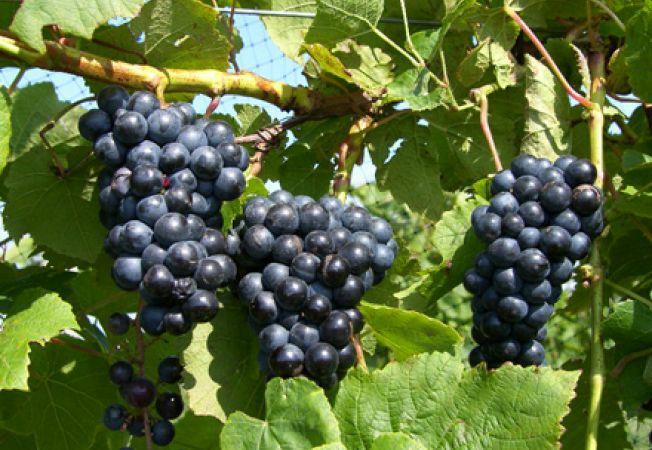 Vita de vie nobila altoita de vin neagra( 19 soiuri )i