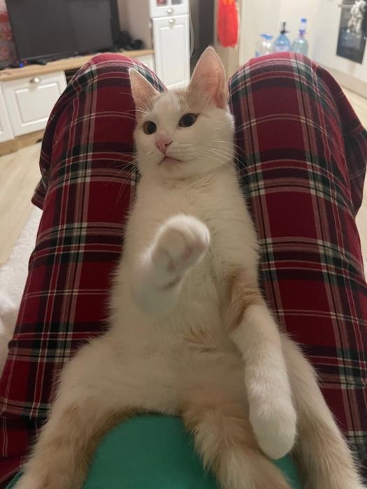 Търси се семейство за бяло котенце !!!