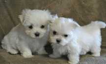 Bichoni spre adoptie, livrare gratuita