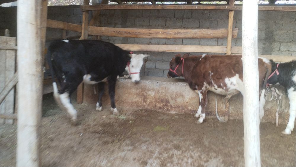 2 жасар құнажын 7 айлық бұқа