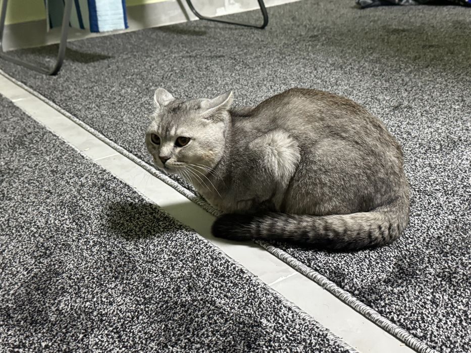 Scottish fold mushuk