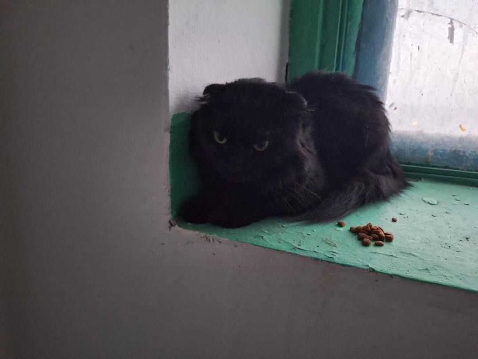 Вислоухому коту нужен дом! Срочно!