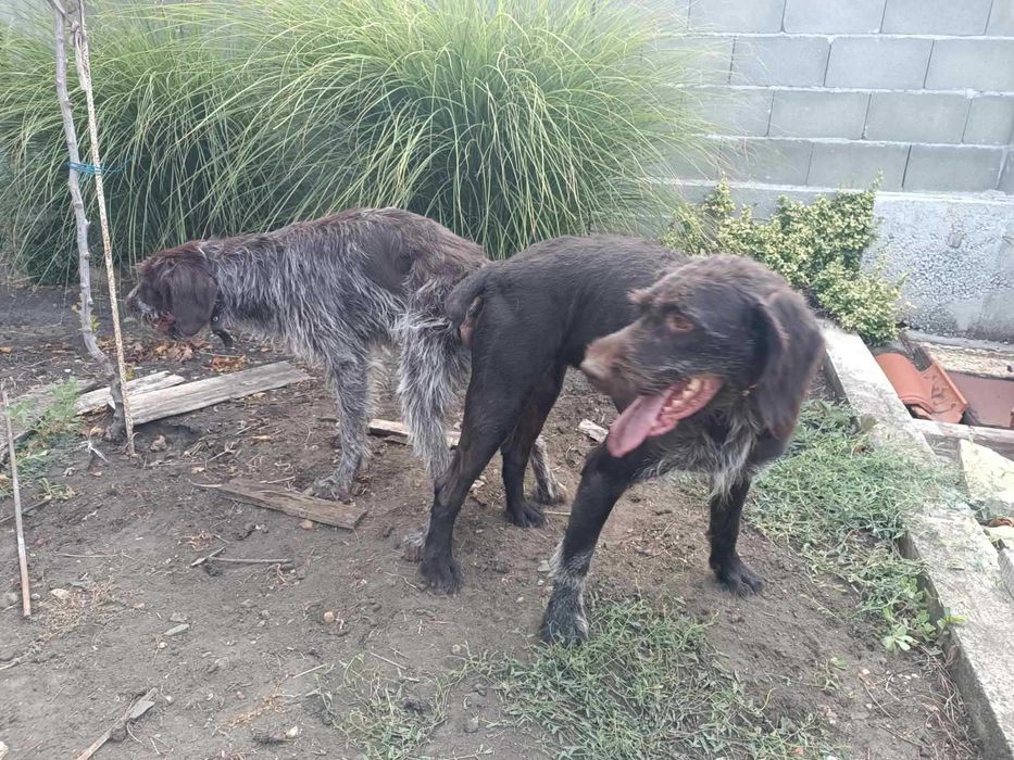 Продавам 5 дратхарчета-4 мъжки и 1 женско.