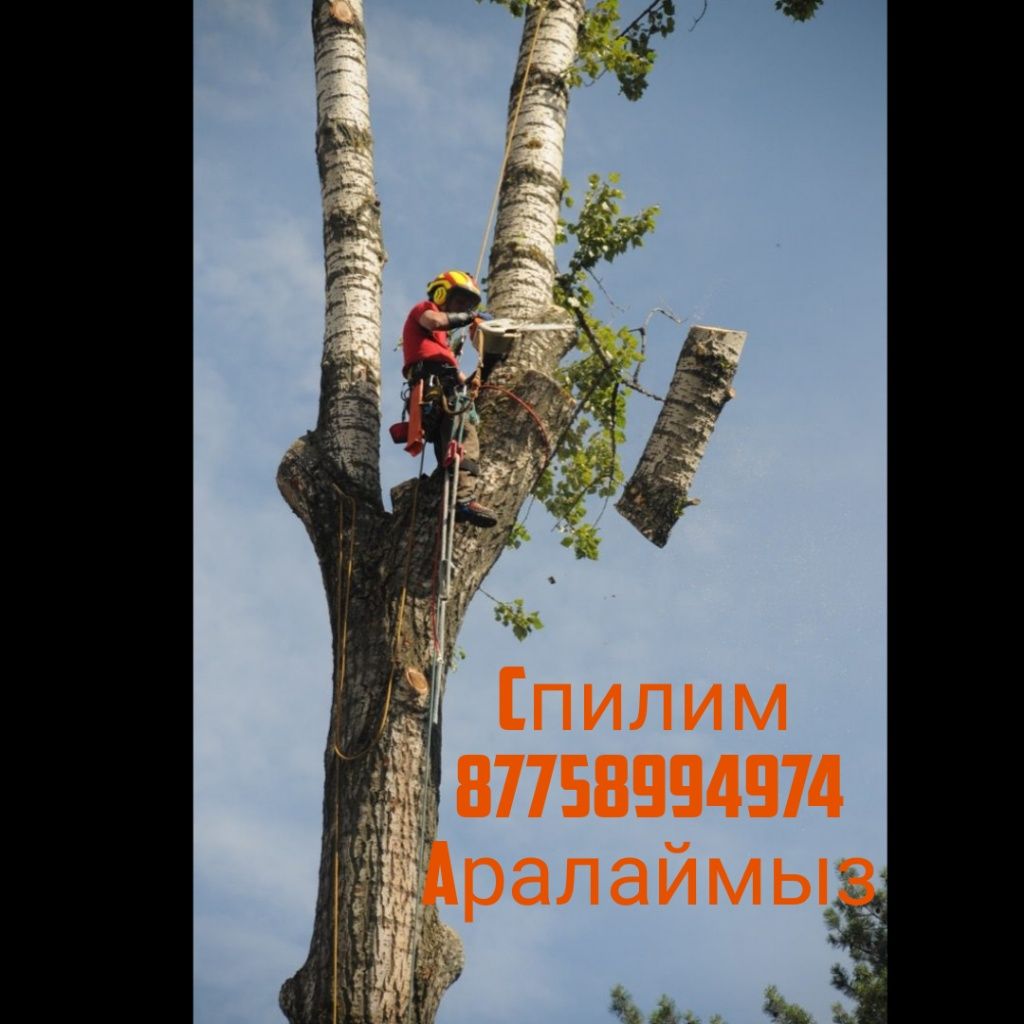 (НЕДОРОГО) Спилим деревьев. Пилим дерево, Спил, распил. Ағашт аралау.