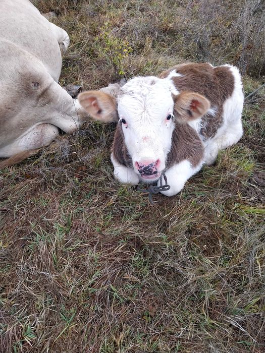 Vaca cu vitel buna de lapte.