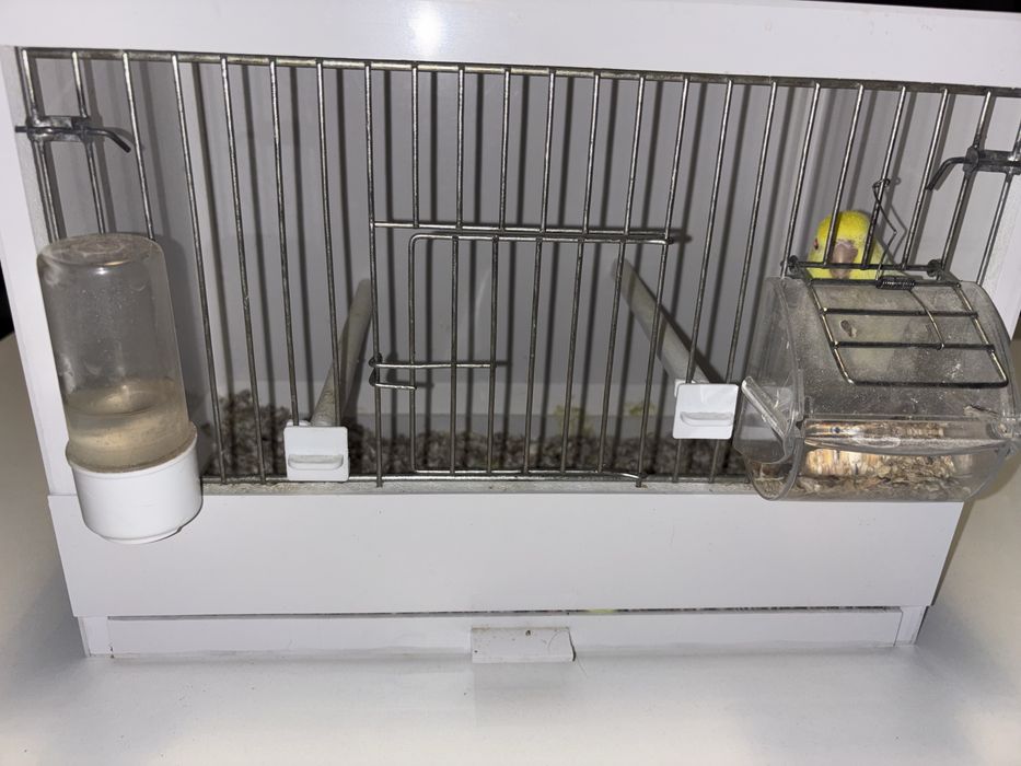 Papagal forpus coelestis cremino