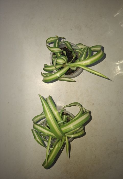 Продам хлорофитум бонни (кудрявый).