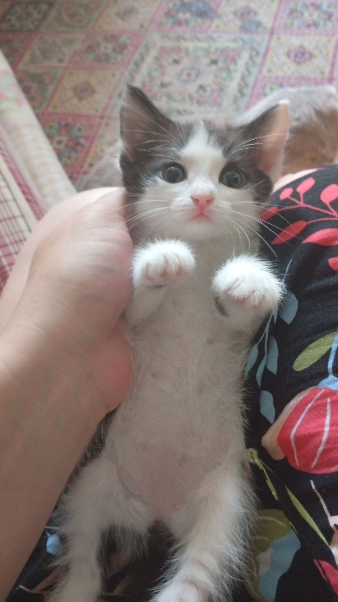 Отдам котёнка девочку