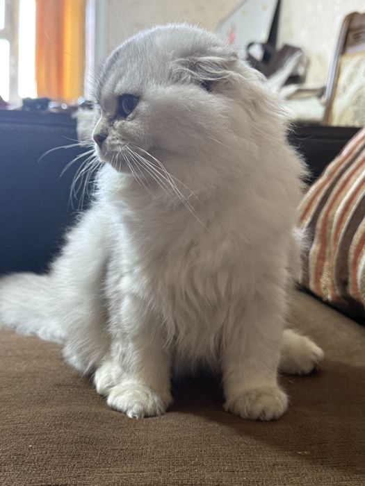 Шотландская фолд шиншилла