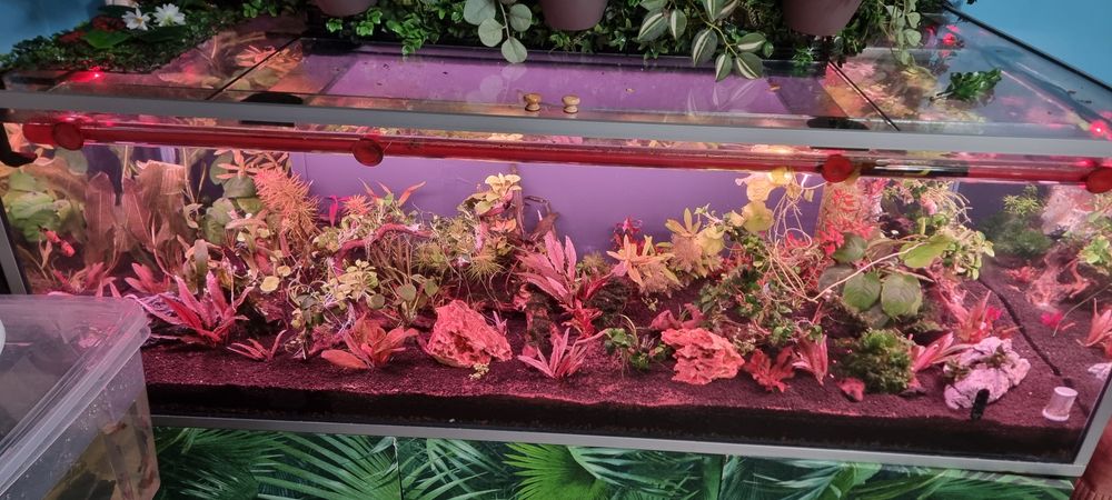 Urgent plante acvariu ,filtre ,lampe Chihiros..etc