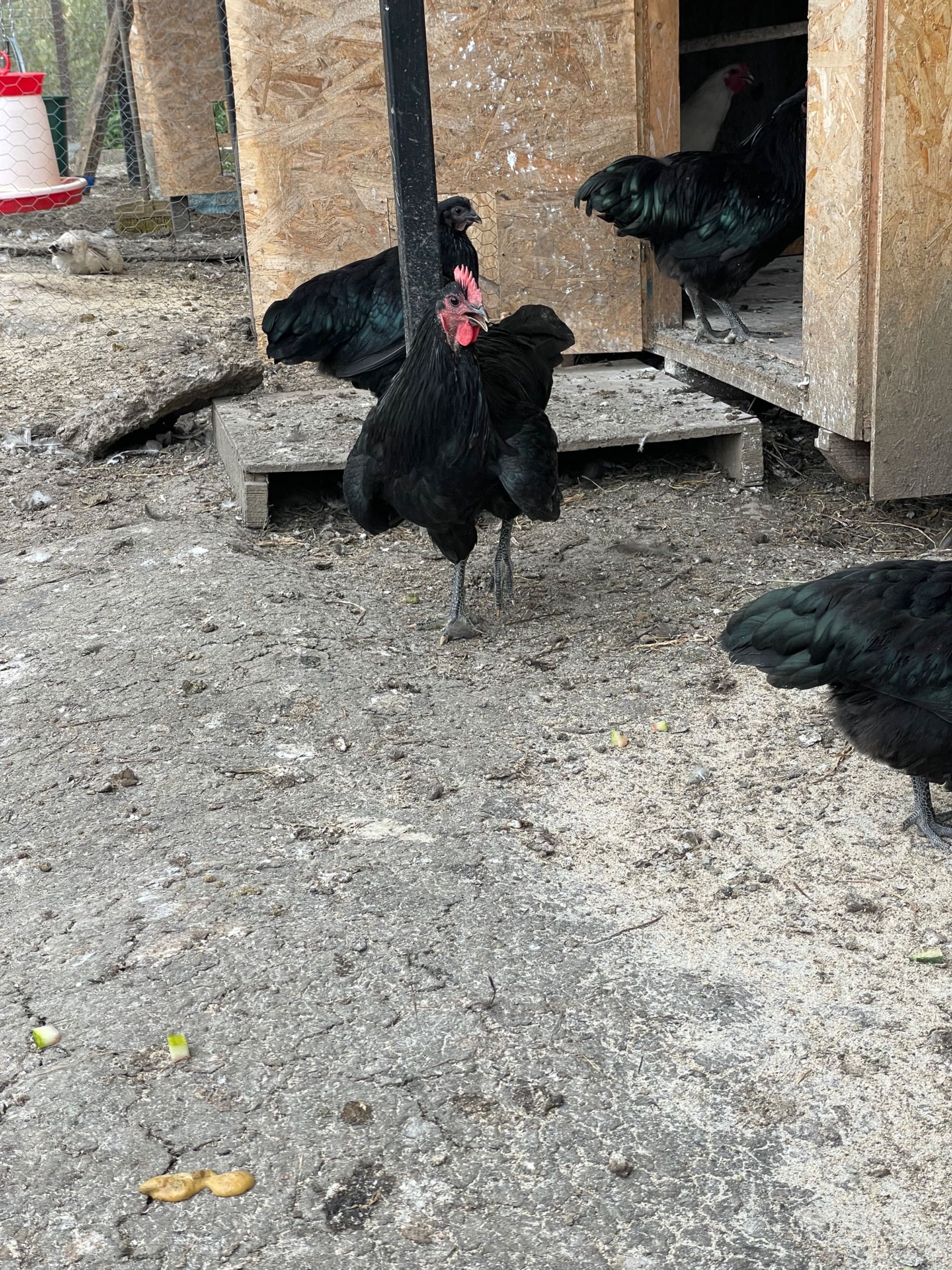 Cocosi Australorp negri si unul alb, 6 luni