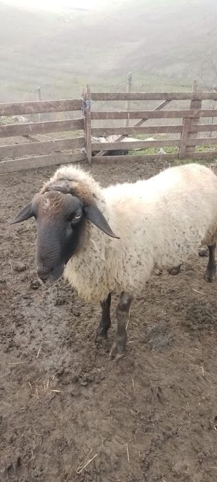 Vand berbec carabaș