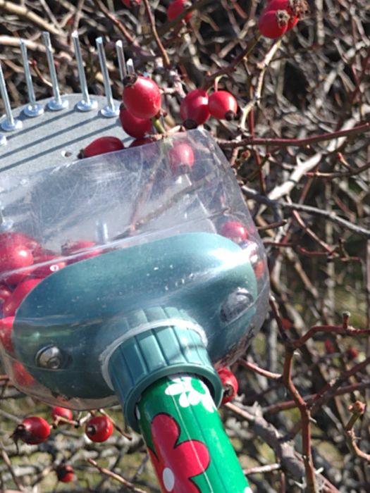 Pieptene de cules măceșe (piaptan maciese)