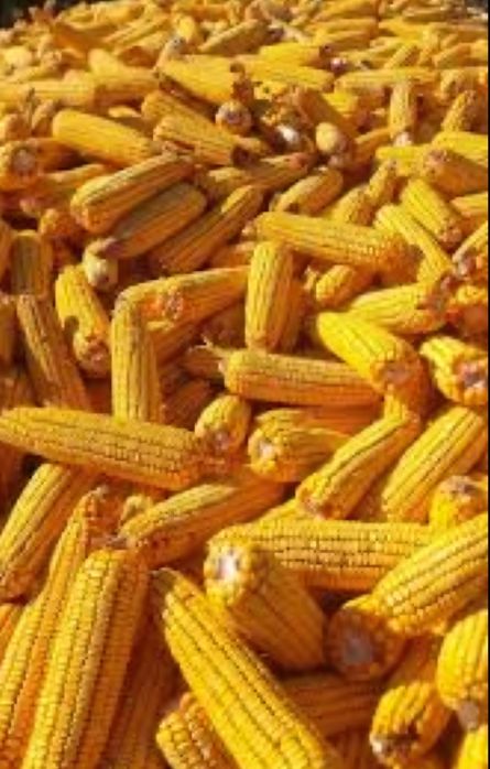 Porumb stiuleti de anul acesta