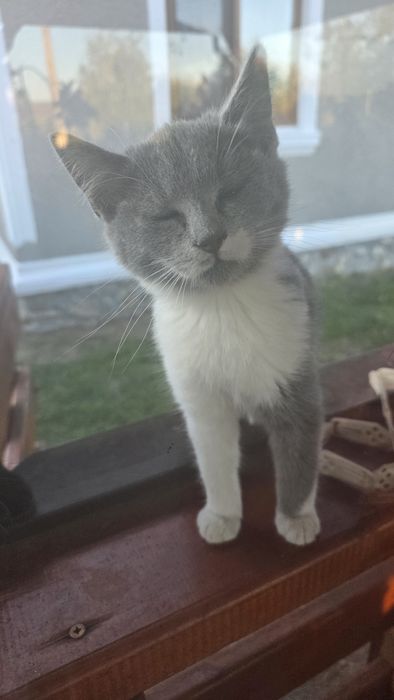 Adoptie pisici gratuit !
