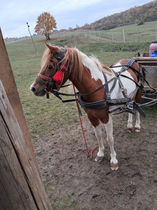 Vând sau schimb  mai multe detalii la telefon
