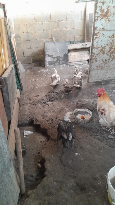 Продам уток домашних