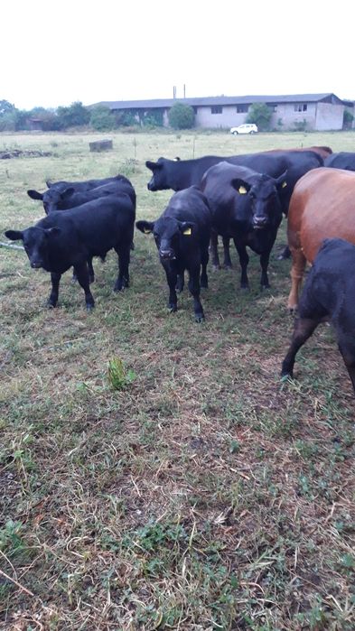 juninci   si vaci angus gestante